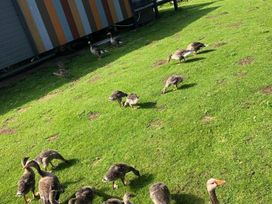 Tattershall Lakes Country Park - Holiday Accommodation 12062 - Lincolnshire - 1185144 - thumbnail photo 13