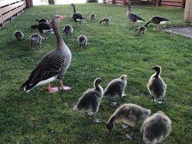 Tattershall Lakes Country Park - Holiday Accommodation 12539 - Lincolnshire - 1185211 - thumbnail photo 7