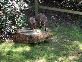 Kelling Heath Holiday Park - Holiday Accommodation 12993 - Norfolk - 1185282 - thumbnail photo 14