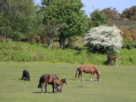 A group of horses and foals on grass near trees at Pine Tree Lodge - Shorefield Country Park, Milford On Sea