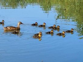 7 Lakes Country Park - Holiday Accommodation 16322 - Lincolnshire - 1185979 - thumbnail photo 11