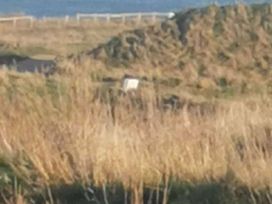 Berwick Holiday Park - Holiday Accommodation 17432 - Scottish Lowlands - 1186315 - thumbnail photo 12