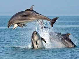 Cardigan Bay Holiday Park - Holiday Accommodation 20165 - South Wales - 1187239 - thumbnail photo 19