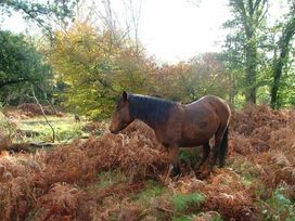 Hoburne Bashley - Holiday Accommodation 20477 - Hampshire - 1187374 - thumbnail photo 9
