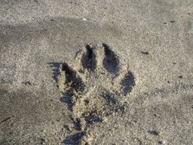 Par Sands Holiday Park - Holiday Accommodation 20712 - Cornwall - 1187478 - thumbnail photo 13
