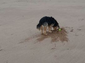 Dawlish Sands Holiday Park - Holiday Accommodation 21141 - Devon - 1187745 - thumbnail photo 14