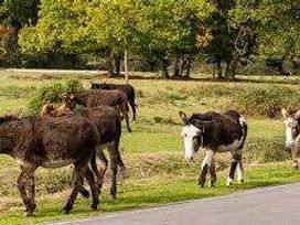 Oakdene Forest Park - Holiday Accommodation 21227 - Hampshire - 1187806 - thumbnail photo 8
