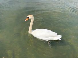 Hafan y Mor Haven - Holiday Accommodation 21419 - North Wales - 1187942 - thumbnail photo 11