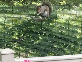 Oakdene Forest Park - Holiday Accommodation 21736 - Hampshire - 1188160 - thumbnail photo 12