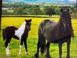 Fell Valley View (private land) - Holiday Accommodation 22240 - Yorkshire Dales - 1188576 - thumbnail photo 9