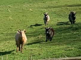 Fell Valley View (private land) - Holiday Accommodation 22240 - Yorkshire Dales - 1188576 - thumbnail photo 11