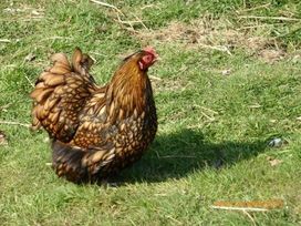 Barnston Farm - Holiday Accommodation 3594 - Devon - 1188823 - thumbnail photo 10