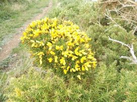 Nine Wells Caravan Park - Holiday Accommodation 6373 - South Wales - 1189002 - thumbnail photo 4