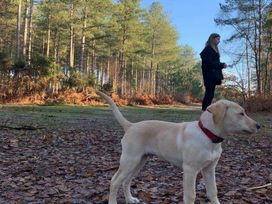 Oakdene Forest Park - Holiday Accommodation 6437 - Hampshire - 1189011 - thumbnail photo 12