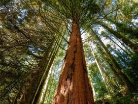 A view of tree branches from below at Ladye Park in Liskeard