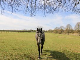 A horse walking in a field at Woodcock Studio Andoversford near Cheltenham