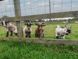 Goats near a fence in a field at Duke Cottage Woodbridge