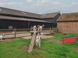 A group of goats in an outdoor area at Duke Cottage in Woodbridge