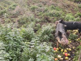 Two pigs amidst apples on the ground at Spring View in Tetbury