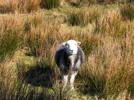 A sheep in a field at 5 Waterside Wood Troutbeck Bridge