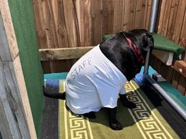 A dog wearing a shirt in an outdoor space at Pompian Lodge Bretherton near Tarleton