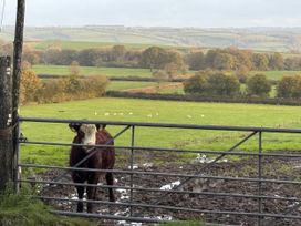 A cow near a gate with a field and trees at The Bus on the Hill in Huntsham near Bampton, Devon
