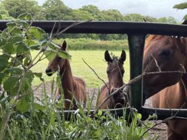 Three horses by a fence in a field at The Bus on the Hill in Huntsham near Bampton, Devon