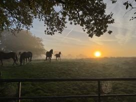 Horses in a field with a sunrise at The Bus on the Hill in Huntsham near Bampton, Devon