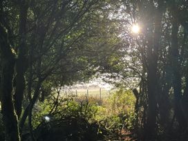 A view through trees with sun shining and a fence in the background at The Bus on the Hill in Huntsham near Bampton, Devon