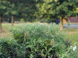 A garden with various bushes and flowers at the property