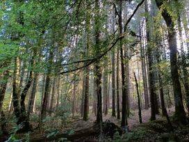 A forest with tall trees and green leaves at Old Highwood Barns Dunkeswell
