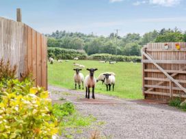 Sheep in a field with a gate and fence at Old Highwood Barns Dunkeswell