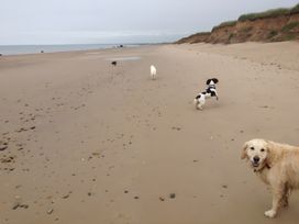 Dogs on a beach with sand and ocean in the background at Ivy Corner 
