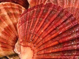 A close-up of red scallop shells stacked together