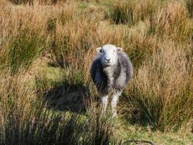 A sheep in a grassy field at Terabitha Lodge Troutbeck