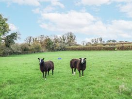 Two sheep standing in a green field at Swallow Cottage Bullhornstone near South Brent
