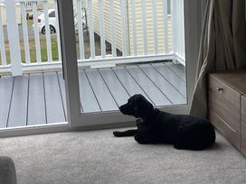 A dog lying on the carpet near a sliding door at No 19 Cliff top park in Hartlepool