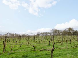 A vineyard with vines in a grassy field at Grape Escape near Halesworth