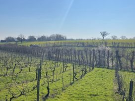 A vineyard with grapevines and a building near Halesworth