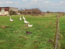 A group of geese in a field near a shed at the Farmhouse in Beccles