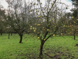 An apple tree with fruit in a grassy area at Farmhouse in Beccles