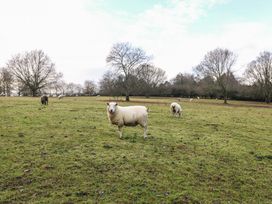 A field with sheep grazing at Park View Lodge