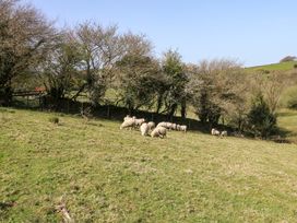 A view of sheep grazing in a field at Swallows Nest in Widecombe-in-the-Moor near Postbridge