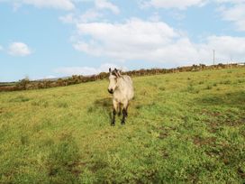 A horse standing in a grassy field at Glenview Log Cabin Ballycastle