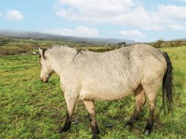 A horse standing in a grassy field with a cloudy sky at Glenview Log Cabin in Ballycastle