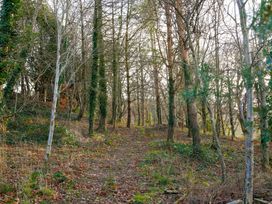 A wooded area with a path and trees at Ty Uchaf in Colwyn Bay