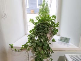 A plant on a windowsill at Ty Crigyll in Holyhead