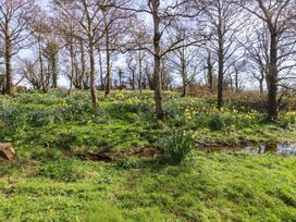 A scenery with trees and daffodils at Ty Crigyll in Caergeiliog