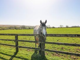 A horse near a wooden fence in a grassy field at Ivy Cottage Oldwalls, Llanrhidian, Gower
