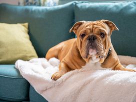 A dog laying on a sofa with a blanket at Patterdale (Pet) Penrith